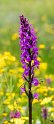 Dactylorhiza elata.20160615_8207