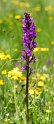 Dactylorhiza elata.20160615_8212