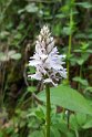 Dactylorhiza ericetorum.20160609_8558