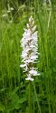 Dactylorhiza ericetorum.20160614_8534