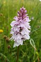 Dactylorhiza ericetorum.20160615_8515