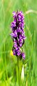Dactylorhiza incarnata(Kødfarvet gøgeurt) 20160615_8219