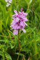 Dactylorhiza maculata(Plettet gøgeurt) 20160615_8511