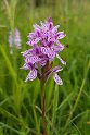 Dactylorhiza maculata(Plettet gøgeurt)20160615_8513