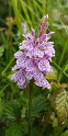 Dactylorhiza maculata.20160614_8532