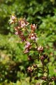 Epipactis tremolsii.20160615_8508