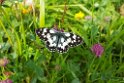 Galathea (Marbled White)20160606_8598