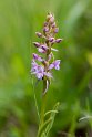 Gymnadenia conopsea(Langakset Trådspore)20160612_8348