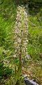 Himantoglossum hircinum.20160614_8308