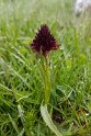 Nigritella gabasiana.20160618_8474