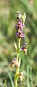 Ophrys Picta.20160619_8039