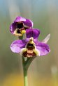 Ophrys tenthredinifera.20160619_8115