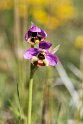 Ophrys tenthredinifera.20160619_8116