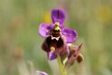 Ophrys tenthredinifera.20160619_8121