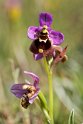 Ophrys tenthredinifera.20160619_8122