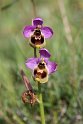 Ophrys tenthredinifera.20160619_8126