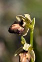 Ophrys.20160619_8135