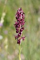 Orchis coriophora.20160619_8053