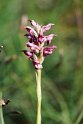 Orchis fragrans.20160619_8090