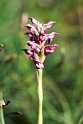 Orchis fragrans.20160619_8091