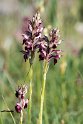 Orchis fragrans.20160619_8101