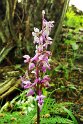 Orchis langei.20160607_8589