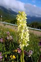Orchis mascula (Tyndakset gøgeurt)20160610_8553