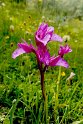 Orchis papilionacea.20160609_8569