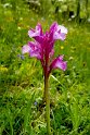 Orchis papilionacea.20160609_8574