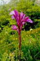 Orchis papilionacea.20160609_8577