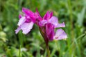 Orchis papilionacea.20160615_8194