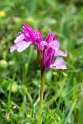 Orchis papilionacea.20160615_8198