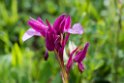 Orchis papilionacea.20160615_8201