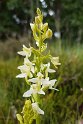 Platanthera bifolia(Bakke-gøgelilje).20160617_8492