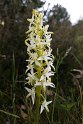 Platanthera bifolia(Bakke-gøgelilje)20160617_8495