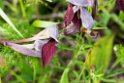 Serapias cordigera (Heart-flowered Serapias)20160606_8427