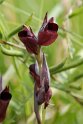 Serapias cordigera.20160612_8330