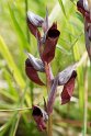 Serapias cordigera.20160612_8333