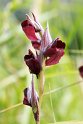 Serapias cordigera.20160612_8334