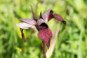 Serapias cordigera.20160614_8233