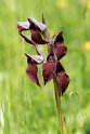 Serapias cordigera.20160614_8238