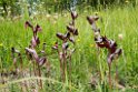 Serapias cordigera.20160614_8247