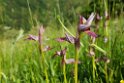 Serapias lingua.20160609_8561