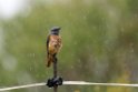 Stendrossel.20160616_8182
