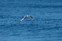 Great Black-headed Gull.20211122_0132