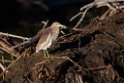 Indian Pond Heron.20211125_0086