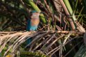 Indian Roller.20211127_0003