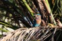 Indian Roller.20211127_0009