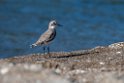 Lesser Sand Plover.20211125_0058