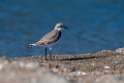 Lesser sand plover.20211125_0049